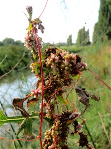 Die seltene Nessel-Seide (Cuscuta europaea) an einem Stachel-Lattich am Kraichbach bei Hockenheim