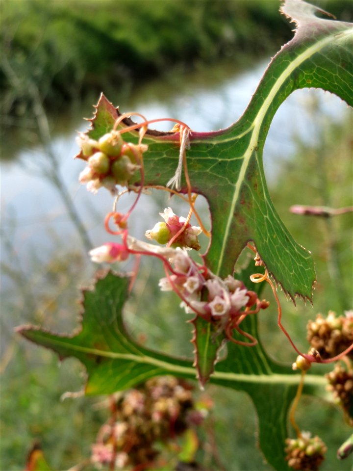 Die seltene Nessel-Seide (Cuscuta europaea) an einem Stachel-Lattich am Kraichbach bei Hockenheim