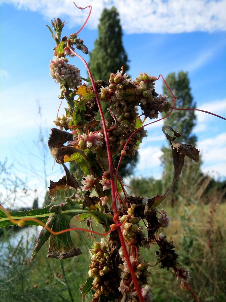 Die seltene Nessel-Seide (Cuscuta europaea) an einem Stachel-Lattich am Kraichbach bei Hockenheim