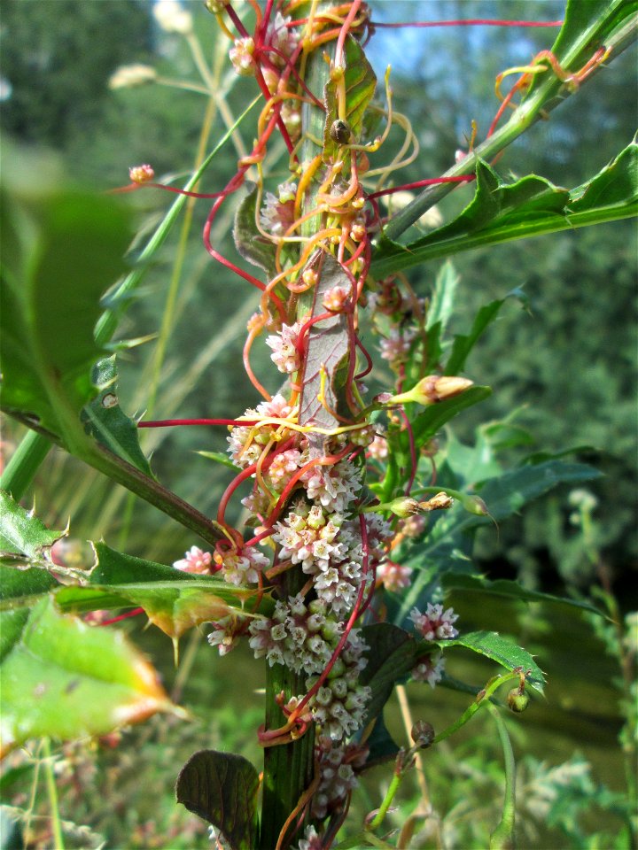 Nessel-Seide (Cuscuta europaea) am Kraichbach in Hockenheim