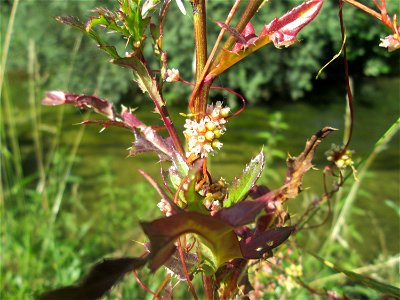 Nessel-Seide (Cuscuta europaea) am Kraichbach in Hockenheim