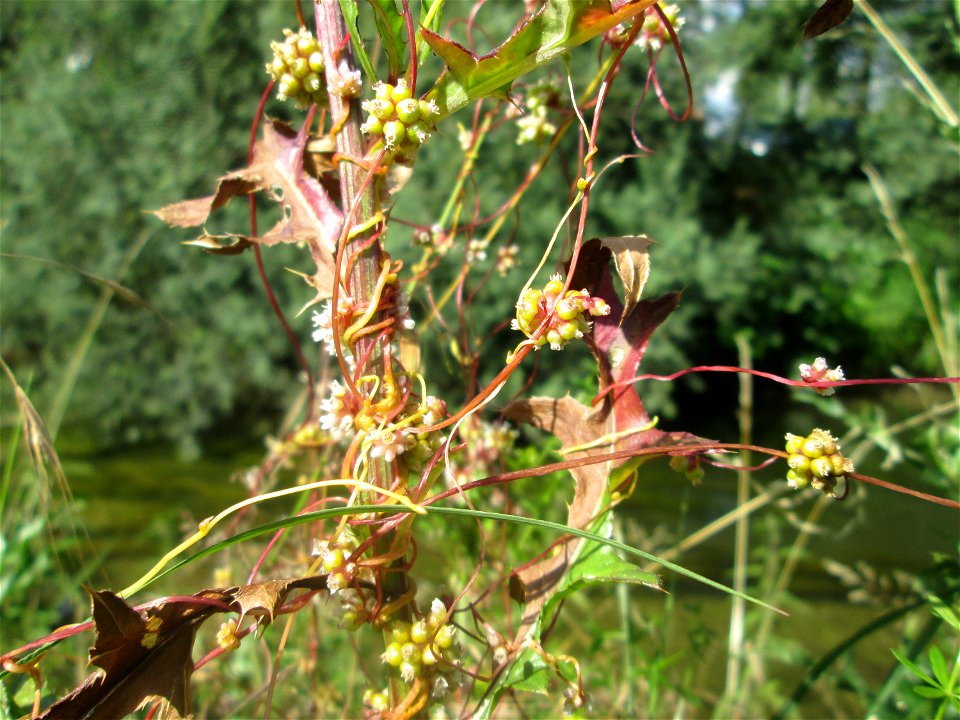 Nessel-Seide (Cuscuta europaea) am Kraichbach in Hockenheim