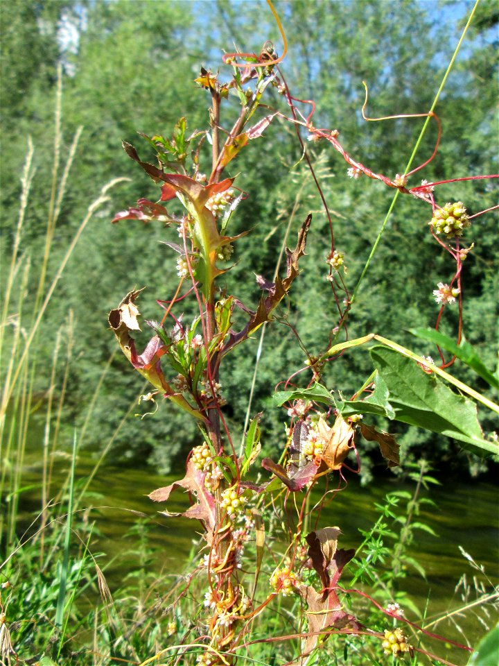 Nessel-Seide (Cuscuta europaea) am Kraichbach in Hockenheim