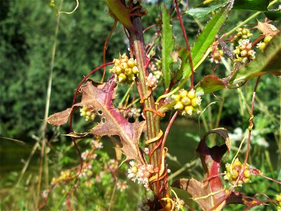 Nessel-Seide (Cuscuta europaea) am Kraichbach in Hockenheim