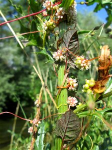 Nessel-Seide (Cuscuta europaea) an einer Kratzdistel am Kraichbach in Hockenheim