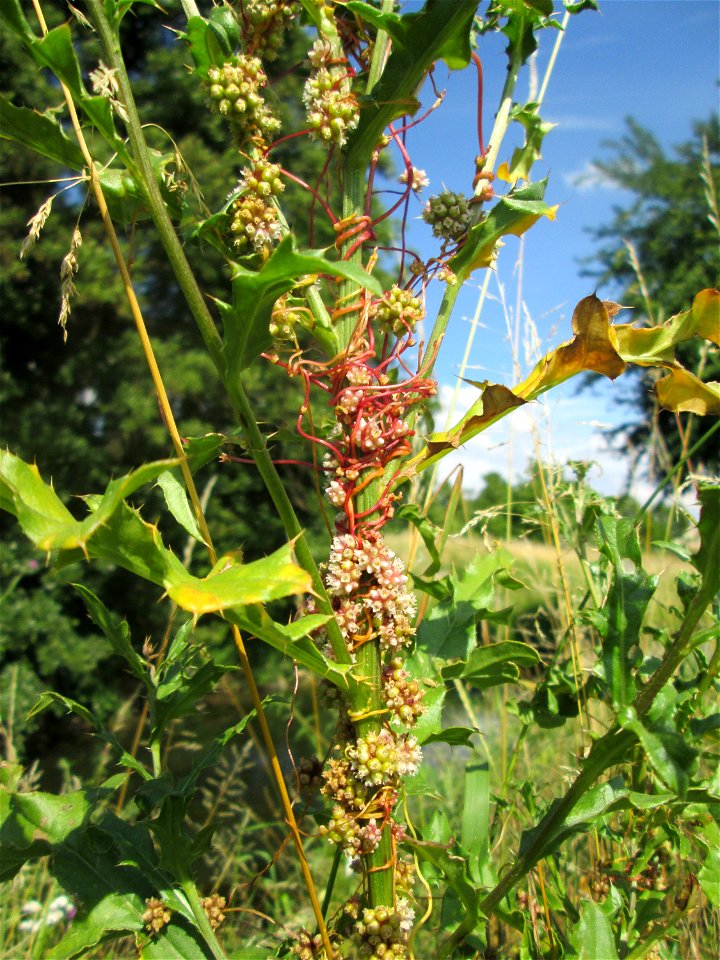 Nessel-Seide (Cuscuta europaea) an einer Kratzdistel am Kraichbach in Hockenheim