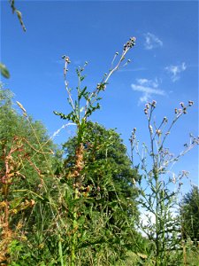 Nessel-Seide (Cuscuta europaea) an einer Kratzdistel am Kraichbach in Hockenheim