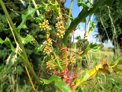 Nessel-Seide (Cuscuta europaea) an einer Kratzdistel am Kraichbach in Hockenheim