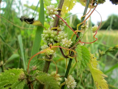 Nessel-Seide (Cuscuta europaea) an Brennessel am Kraichbach in Hockenheim