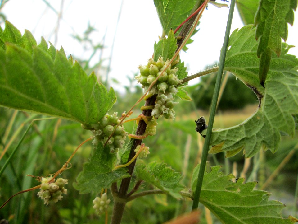 Nessel-Seide (Cuscuta europaea) an Brennessel am Kraichbach in Hockenheim