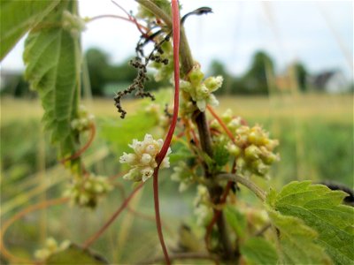 Nessel-Seide (Cuscuta europaea) an Brennessel am Kraichbach in Hockenheim
