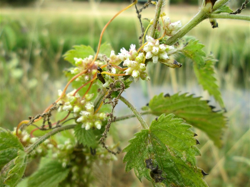 Nessel-Seide (Cuscuta europaea) an Brennessel am Kraichbach in Hockenheim