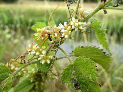 Nessel-Seide (Cuscuta europaea) an Brennessel am Kraichbach in Hockenheim
