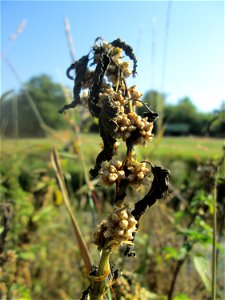 Nessel-Seide (Cuscuta europaea) an Brennessel am Kraichbach in Hockenheim