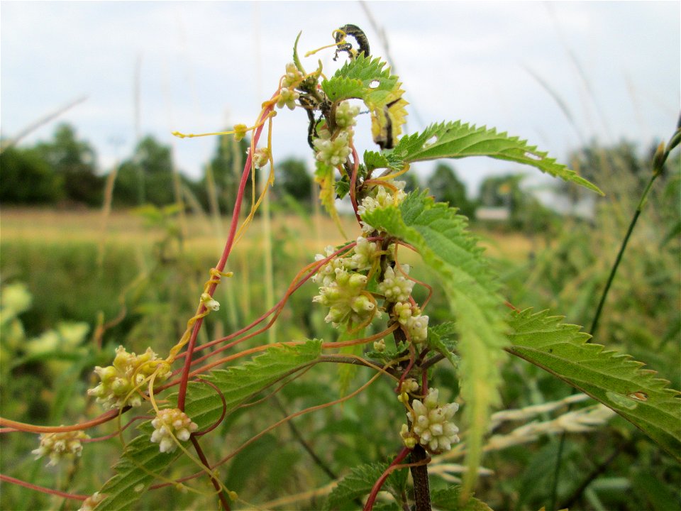 Nessel-Seide (Cuscuta europaea) an Brennessel am Kraichbach in Hockenheim