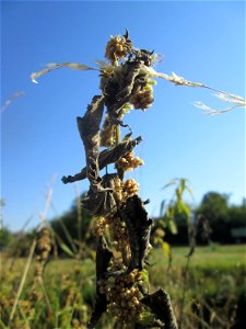 Nessel-Seide (Cuscuta europaea) an Brennessel am Kraichbach in Hockenheim