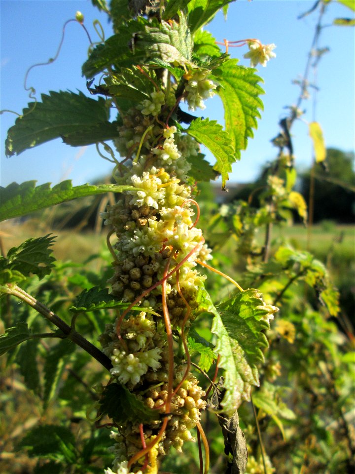 Nessel-Seide (Cuscuta europaea) an Brennessel am Kraichbach in Hockenheim