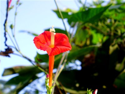 red flower