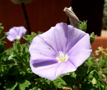 Convolvulus sabatius 'Blue Casbah' in the Water Conservation Garden at Cuyamaca College, El Cajon, California, USA. Identified by sign.