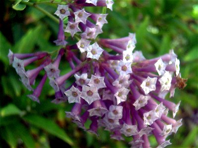 Cestrum elegans flowers close up, Torrelamata, Torrevieja, Alicante, Spain