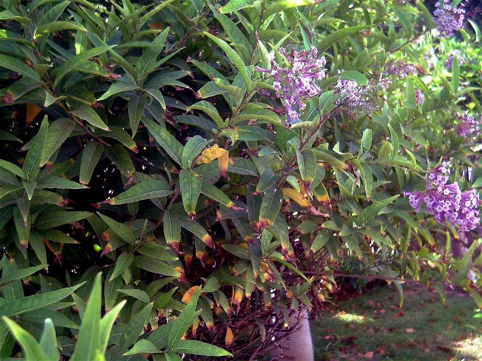 Cestrum elegans plant, Torrelamata, Torrevieja, Alicante, Spain