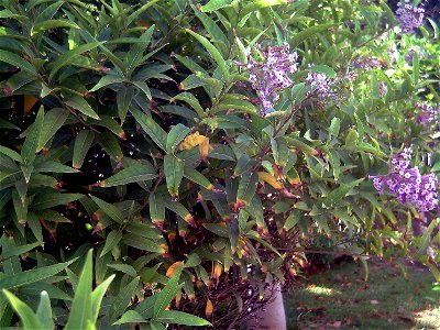 Cestrum elegans plant, Torrelamata, Torrevieja, Alicante, Spain