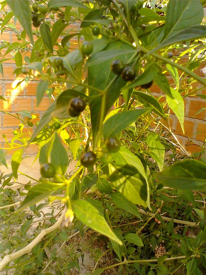 Capsicum cardenasii plant branch with green fruits, locally called Ulupica. Fruit size: 6-8 mm. Plant heigth: 3 m (longest branch). Location: Tarija (Bolivia), height: 1900 m.