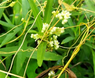 Cuscuta pentagona, riparian bottoms of the Rolling Fork, at Cedar Bluff road bridge west of Gillham, Sevier County, Arkansas.