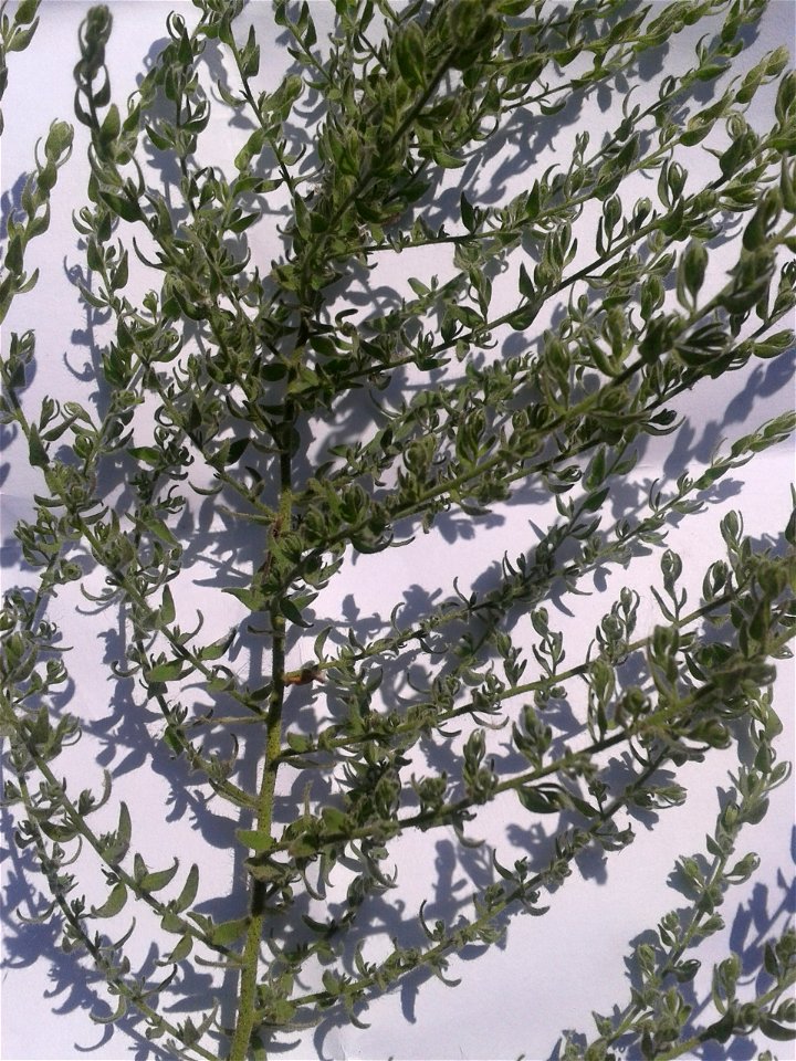 Botanical name - Cressa cretica 
Common name: Littoral bind weed 
Tamil name – OPPU MARUKKOZUNTHU    ‘similar Southern wood’
In Ayurveda , it is a  herb to treat Diabetes , Bronchitis, Asthma, Anemia,