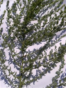 Botanical name - Cressa cretica 
Common name: Littoral bind weed 
Tamil name – OPPU MARUKKOZUNTHU    ‘similar Southern wood’
In Ayurveda , it is a  herb to treat Diabetes , Bronchitis, Asthma, Anemia,