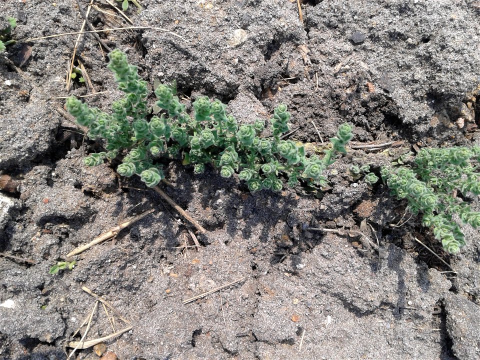 Botanical name - Cressa cretica 
Common name: Littoral bind weed 
Tamil name – OPPU MARUKKOZUNTHU    ‘similar Southern wood’
In Ayurveda , it is a  herb to treat Diabetes , Bronchitis, Asthma, Anemia,