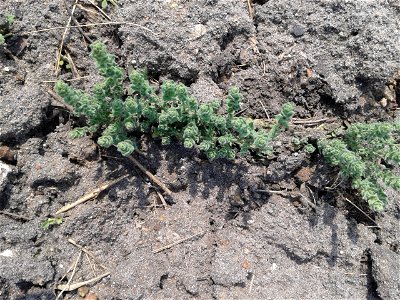 Botanical name - Cressa cretica 
Common name: Littoral bind weed 
Tamil name – OPPU MARUKKOZUNTHU    ‘similar Southern wood’
In Ayurveda , it is a  herb to treat Diabetes , Bronchitis, Asthma, Anemia,