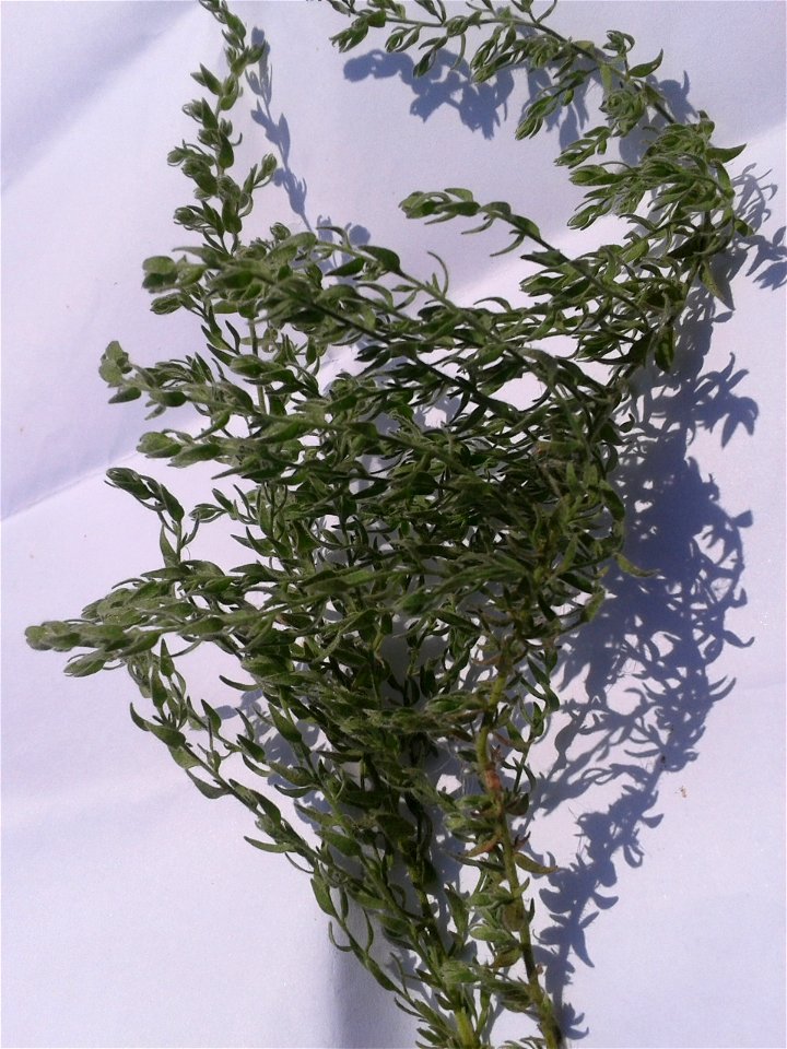 Botanical name - Cressa cretica 
Common name: Littoral bind weed 
Tamil name – OPPU MARUKKOZUNTHU    ‘similar Southern wood’
In Ayurveda , it is a  herb to treat Diabetes , Bronchitis, Asthma, Anemia,