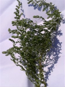 Botanical name - Cressa cretica 
Common name: Littoral bind weed 
Tamil name – OPPU MARUKKOZUNTHU    ‘similar Southern wood’
In Ayurveda , it is a  herb to treat Diabetes , Bronchitis, Asthma, Anemia,