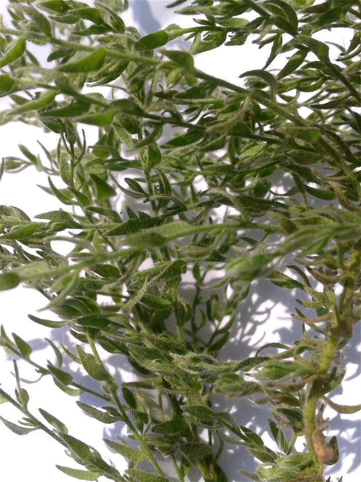 Botanical name - Cressa cretica 
Common name: Littoral bind weed 
Tamil name – OPPU MARUKKOZUNTHU    ‘similar Southern wood’
In Ayurveda , it is a  herb to treat Diabetes , Bronchitis, Asthma, Anemia,
