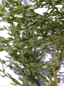 Botanical name - Cressa cretica 
Common name: Littoral bind weed 
Tamil name – OPPU MARUKKOZUNTHU    ‘similar Southern wood’
In Ayurveda , it is a  herb to treat Diabetes , Bronchitis, Asthma, Anemia,