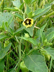Physalis heterophylla Clammy Ground Cherry