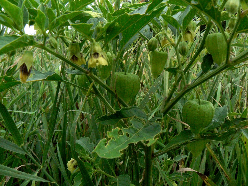 Physalis heterophylla Clammy Ground Cherry fruit and leaves