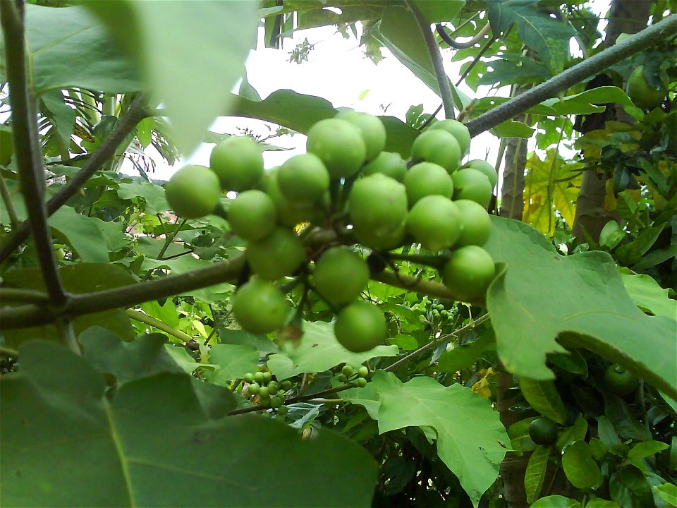 Fruit of Solanum paniculatum