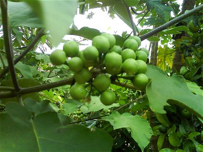 Fruit of Solanum paniculatum photo
