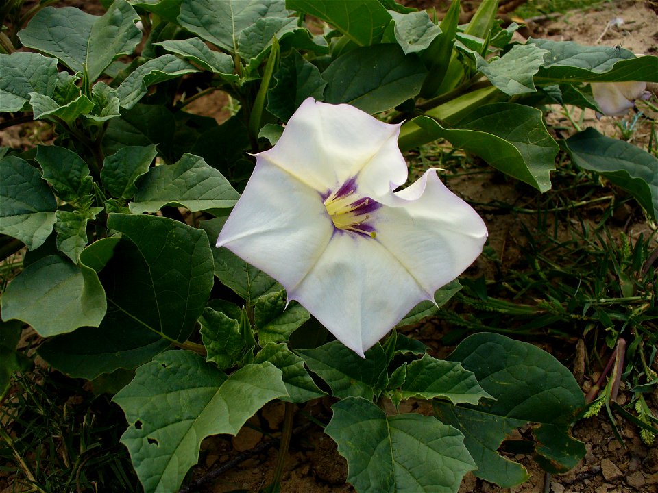 I am the originator of this photo. I hold the copyright. I release it to the public domain. This photo depicts a flower.