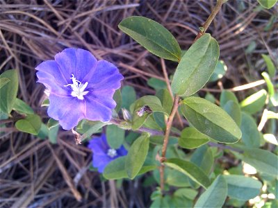 "Blue Daze" cultivar of Evolvulus glomeratus, freshly planted in pine straw mulch. The flowers bloom all summer long and are about 1 inch (2.5 cm) across, with five pale lavender or powder blue petal photo