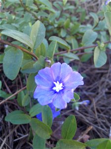 "Blue Daze" cultivar of Evolvulus glomeratus, freshly planted in pine straw mulch. The flowers bloom all summer long and are about 1 inch (2.5 cm) across, with five pale lavender or powder blue petals