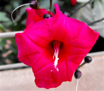 Ipomoea horsfalliae at the Huntington Library & Botanical Gardens in San Marino, California, USA. Identified by sign.