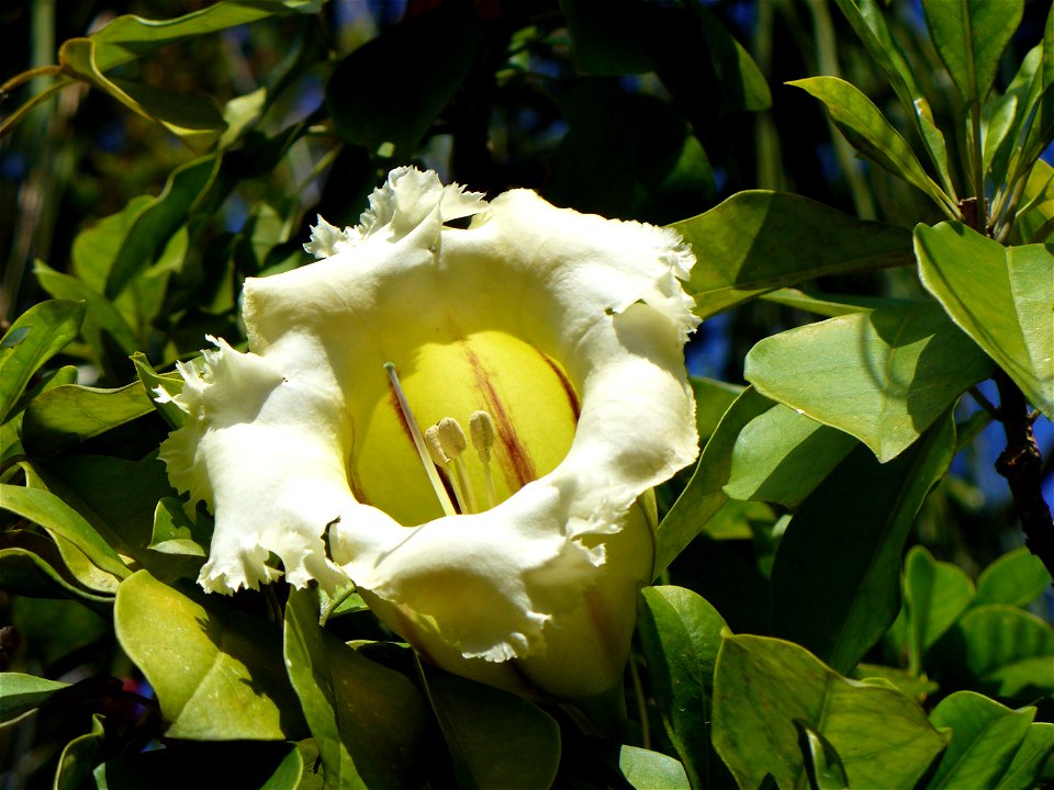 I am the originator of this photo. I hold the copyright. I release it to the public domain. This photo depicts a Solandra grandiflora flower.