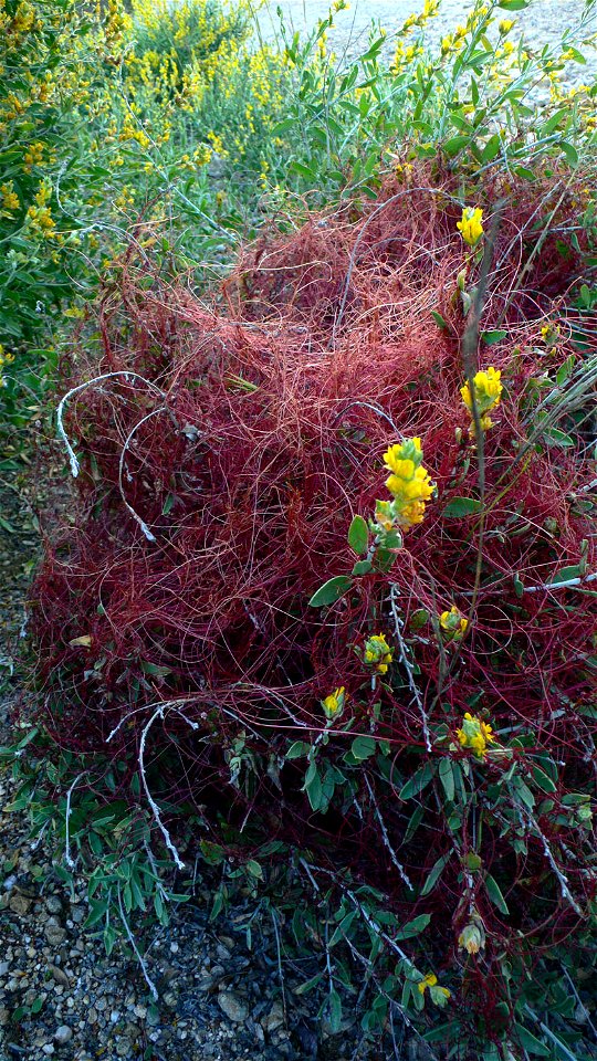 Cuscuta epithymum parasitando a Anthyllis cytisoides. Sierra de la Muela en Cartagena (España)