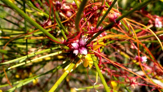 Cuscuta epithymum en Cabo Tiñoso. Parque Natural de la Sierra de la Muela en Cartagena (Spain). photo