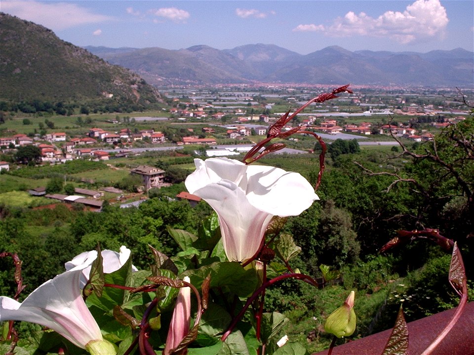 Convolvolo Calystegia silvatica verso Fondi