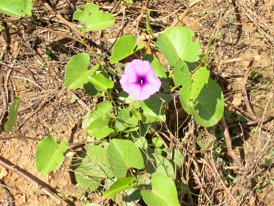 Salsa-brava, espécie das Convolvulaceae de belíssimas flores rosas