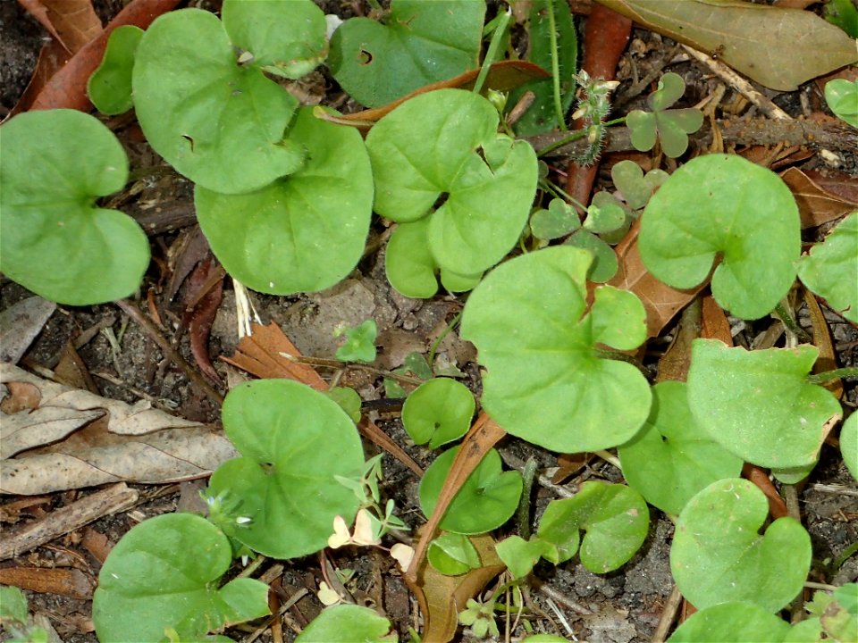 Dichondra carolinensis - Carolina ponysfoot